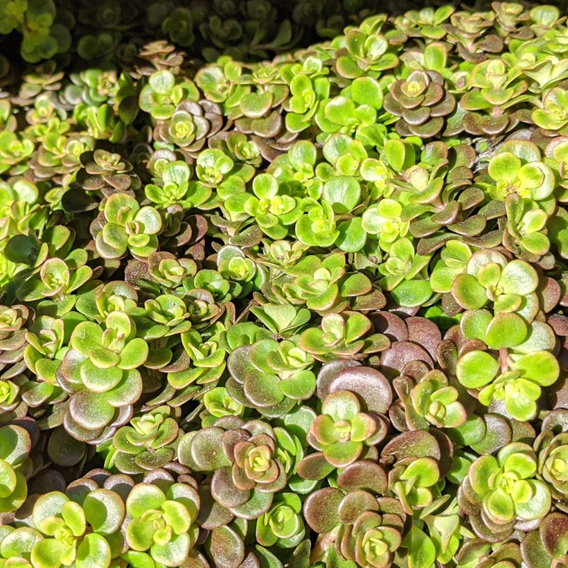 Sedum tetractinum Coral Reef - Orpin (Foliage)