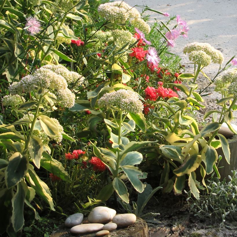 Sedum Autumn Charm (Hylotelephium) (Plant habit)