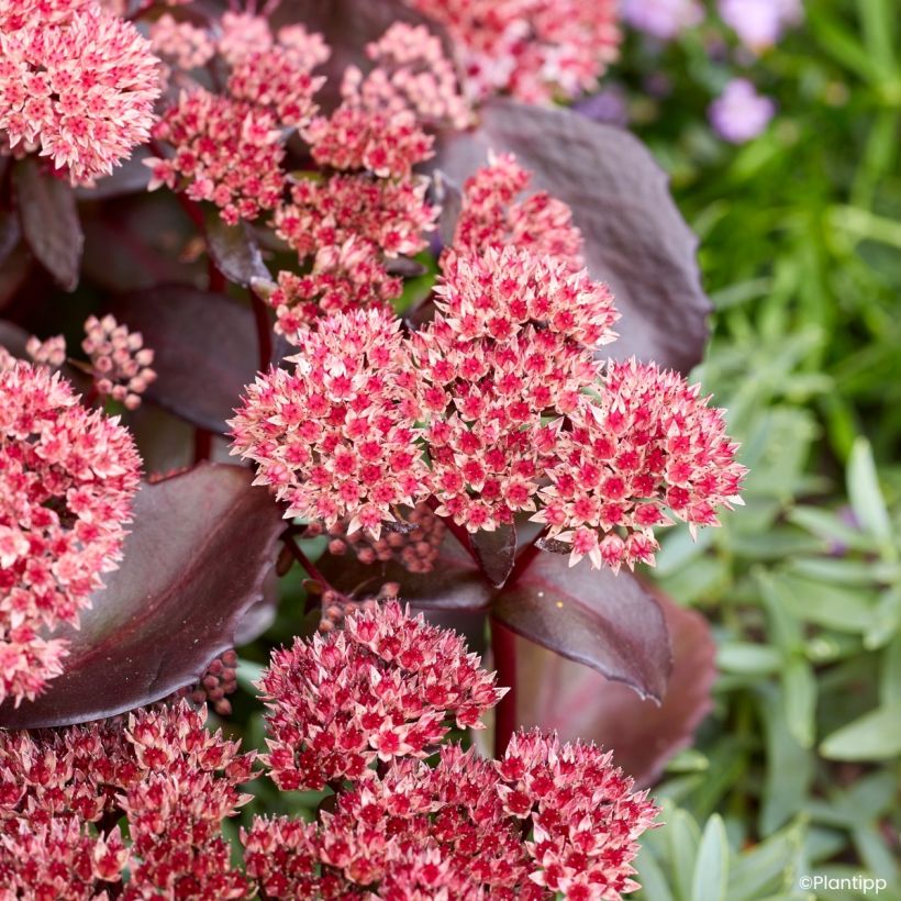 Sedum Black Knight  (Flowering)