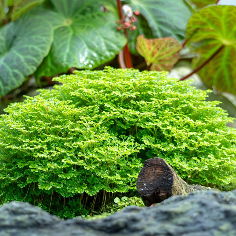 Selaginella apoda (Plant habit)