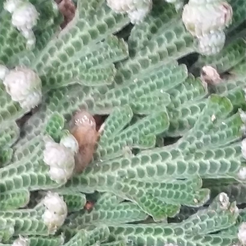 Rose de Jericho - Selaginella lepidophylla (Foliage)