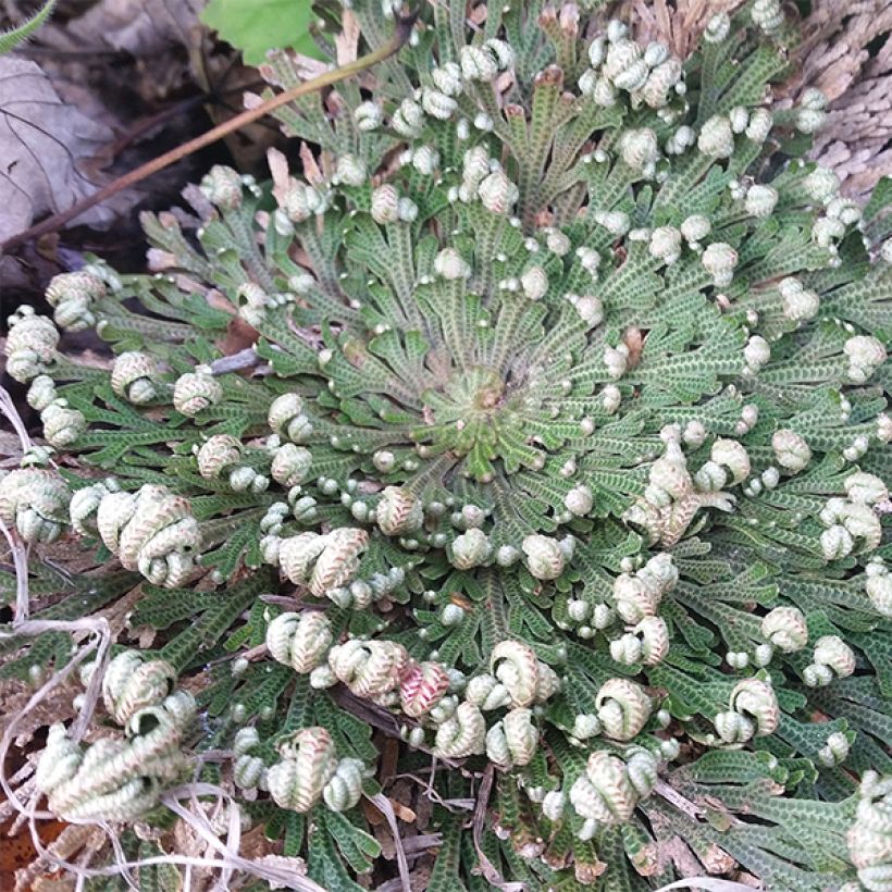 Rose de Jericho - Selaginella lepidophylla (Plant habit)