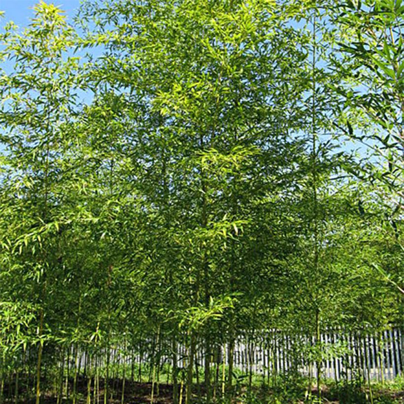Semiarundinaria fastuosa - Bambou moyen (Plant habit)
