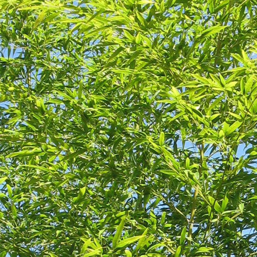Semiarundinaria fastuosa Viridis - Bambou (Foliage)