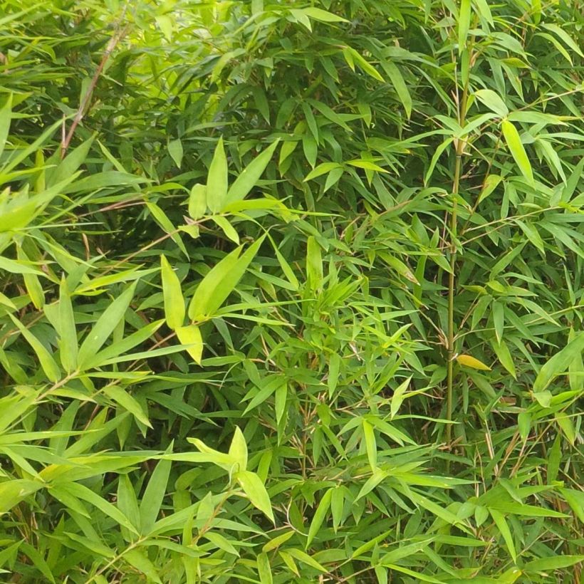 Semiarundinaria makinoi - Bambou moyen (Foliage)