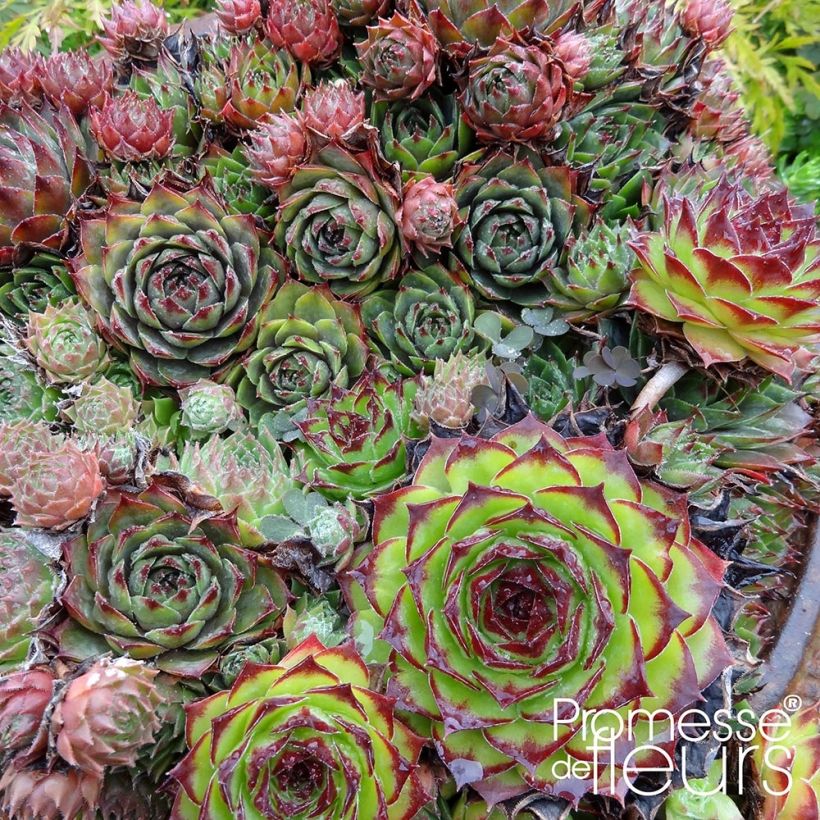 Sempervivum Gemengd - Joubarbe hybride en mélange (Foliage)