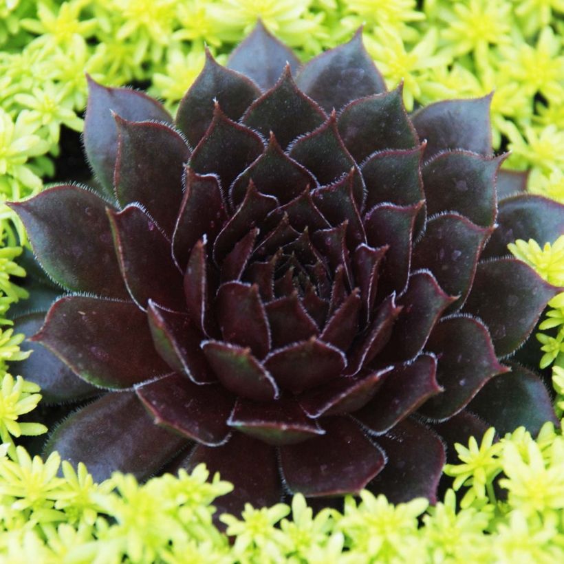Sempervivum Chick Charms ® Bing Cherry - Joubarbe bourgogne (Plant habit)