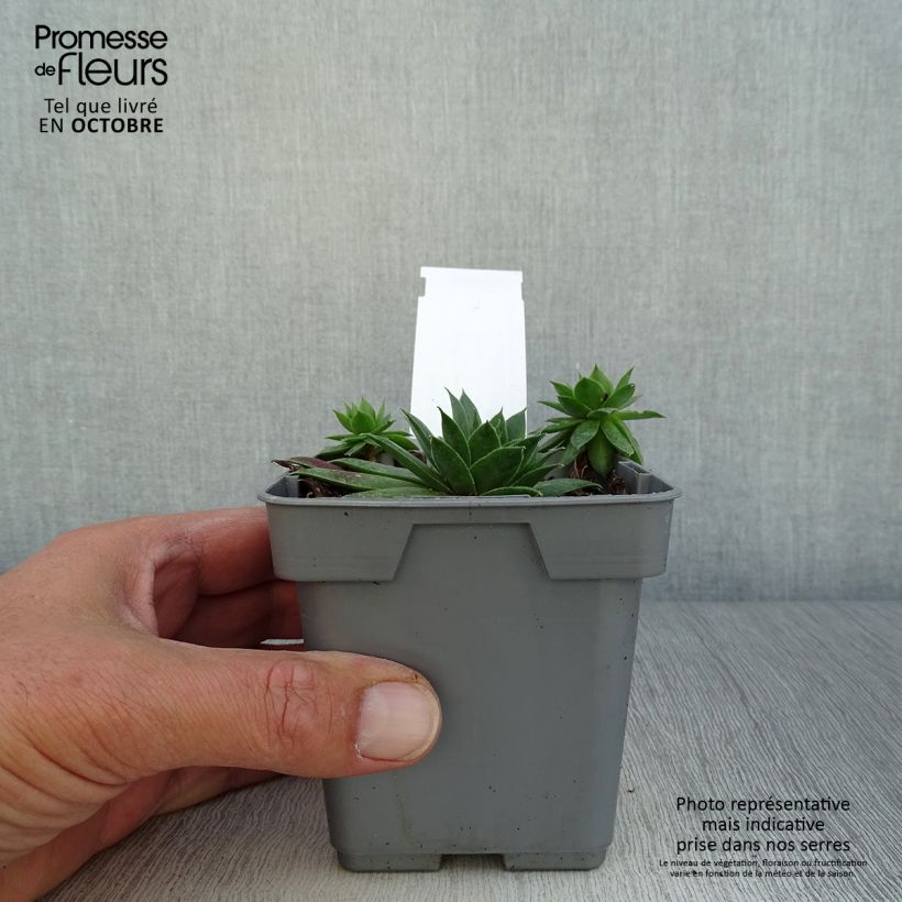 Example of Sempervivum Chick Charms ® Cranberry Cocktail - Joubarbe pourpre sombre pointé de vert Pot de 10 cm/11cm as you get in automne