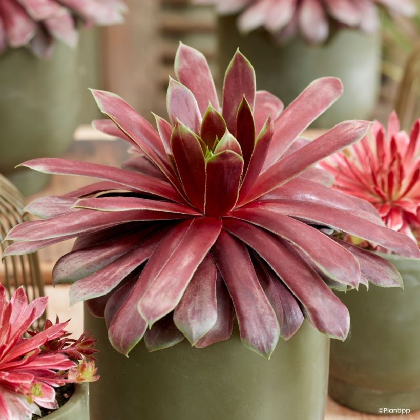 Sempervivum Chick Charms Giant Emerald Explosion - Joubarbe (Foliage)