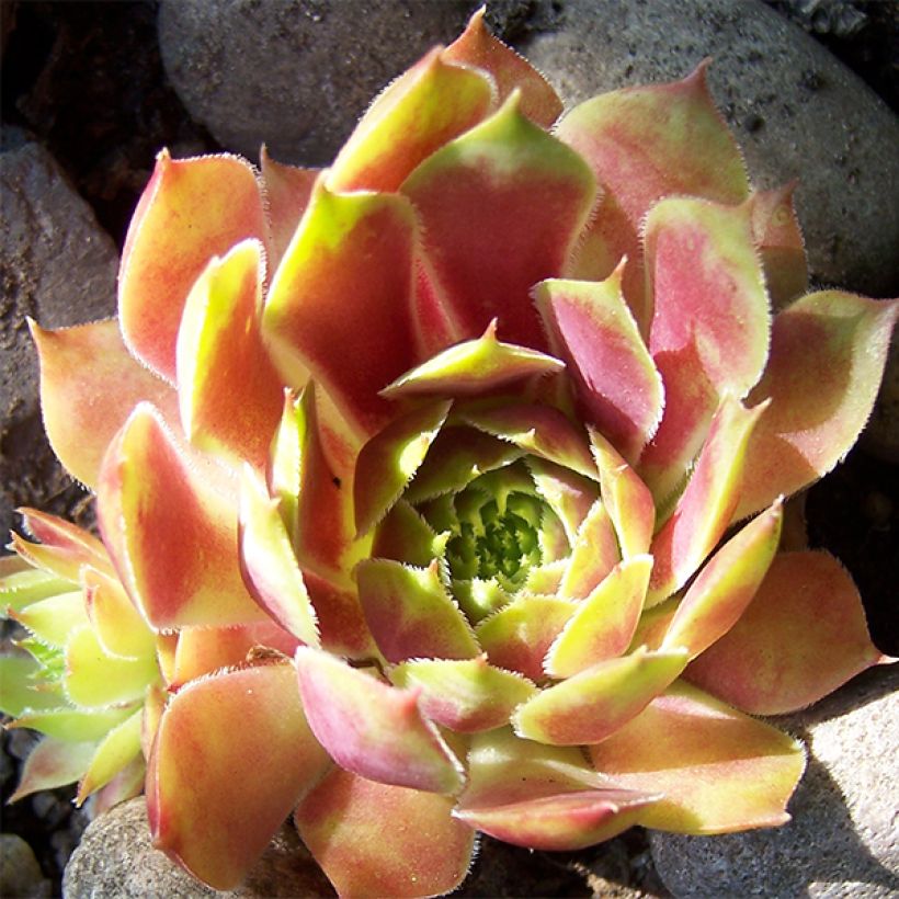 Sempervivum Commander Hay - Joubarbe hybride rouge et verte (Flowering)