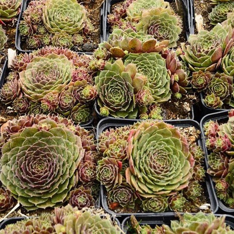 Sempervivum Granat - Joubarbe hybride poupre et vert amande (Plant habit)