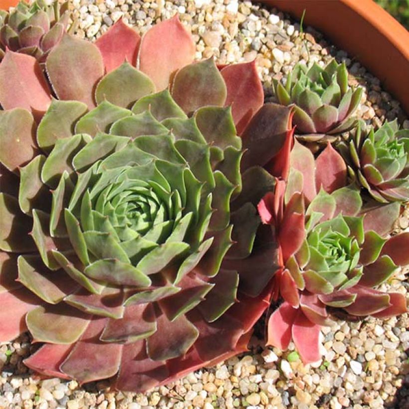 Sempervivum Othello - Joubarbe hybride pourpre. (Flowering)