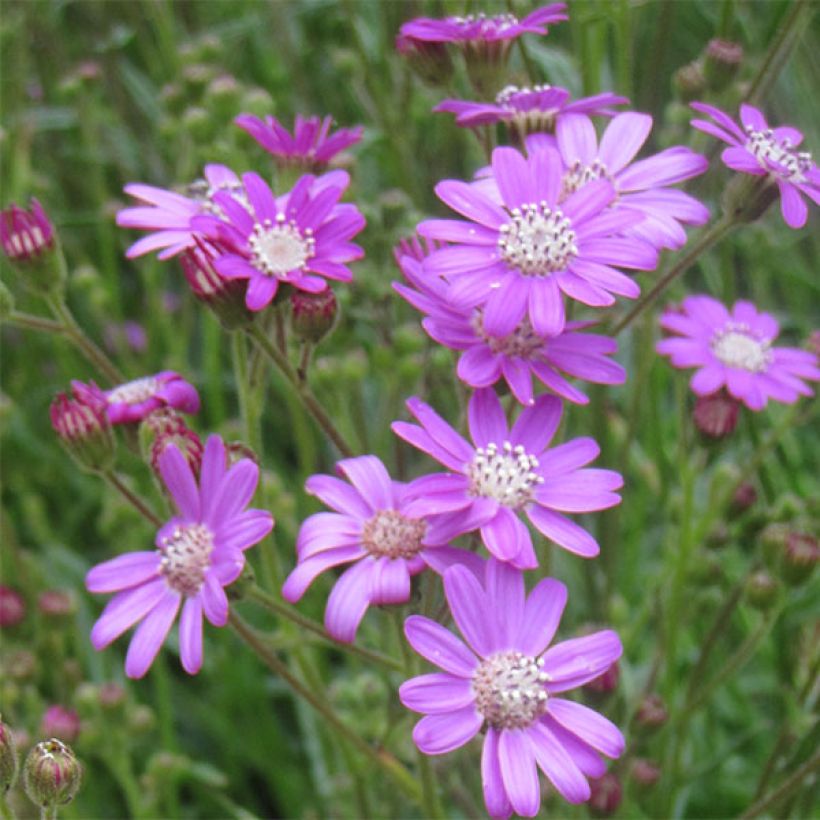 Senecio polyodon - Séneçon rose (Flowering)