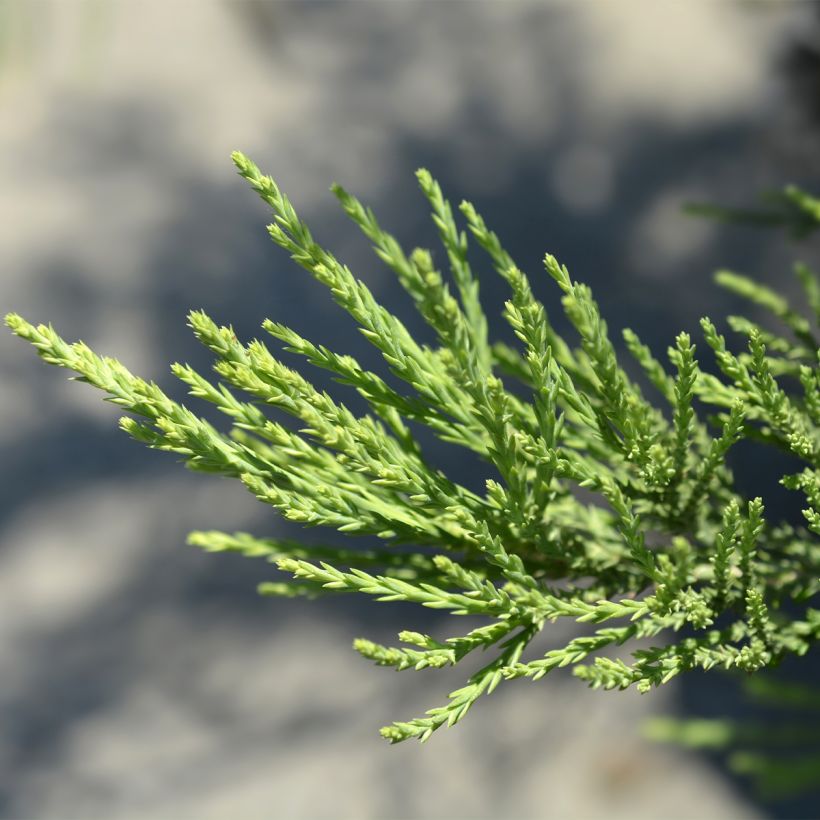 Séquoia géant - Sequoiadendron giganteum Greenpeace (Foliage)