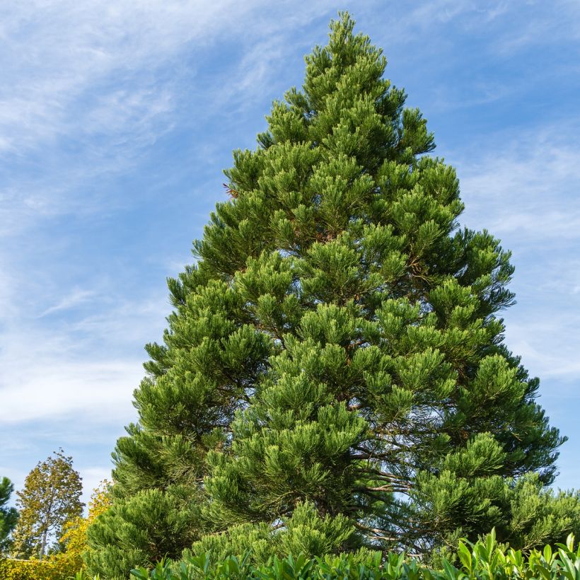 Séquoia géant - Sequoiadendron giganteum Greenpeace (Plant habit)