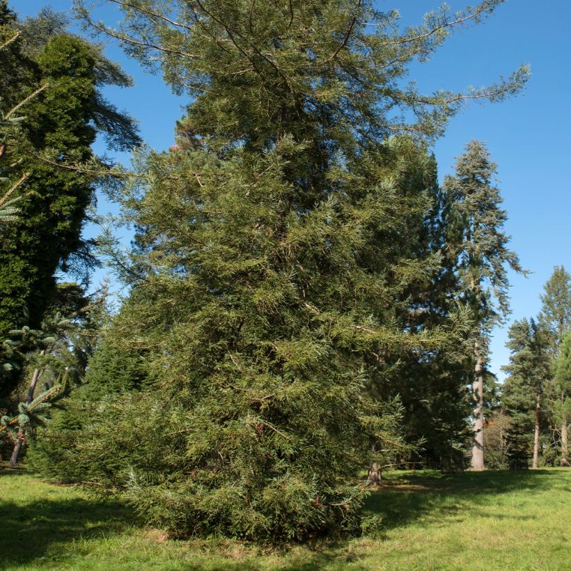 Sequoia sempervirens Adpressa - Séquoia nain (Plant habit)