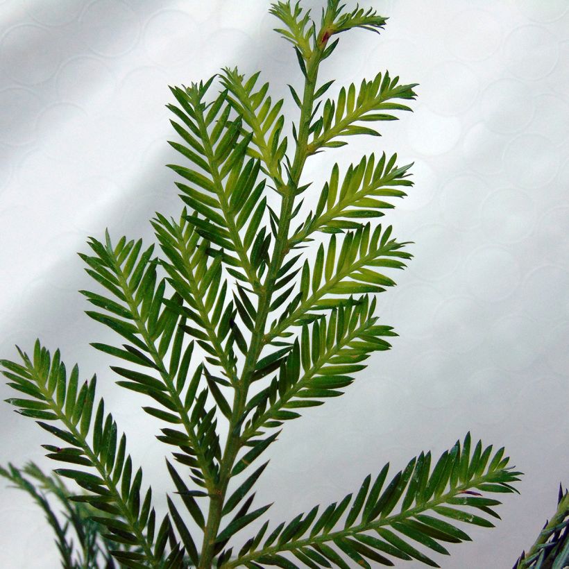 Sequoia sempervirens - Séquoia à feuilles d'If (Foliage)