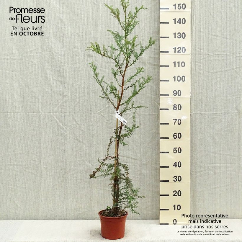 Example of Sequoia sempervirens - Séquoia à feuilles d'If Pot de 3L/4L as you get in automne