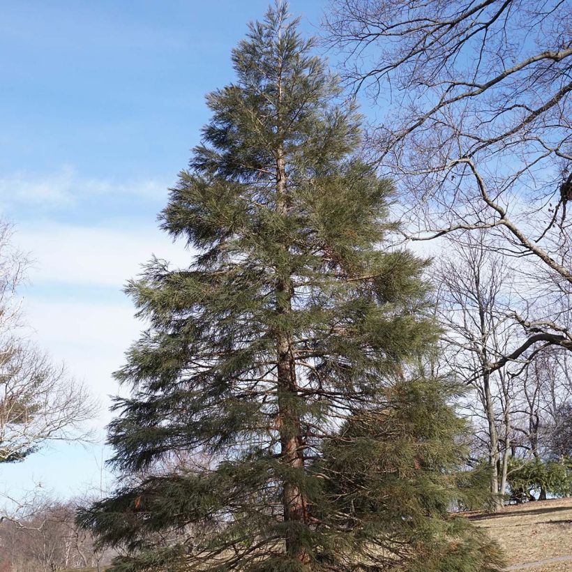 Sequoiadendron giganteum - Séquoia géant  (Plant habit)