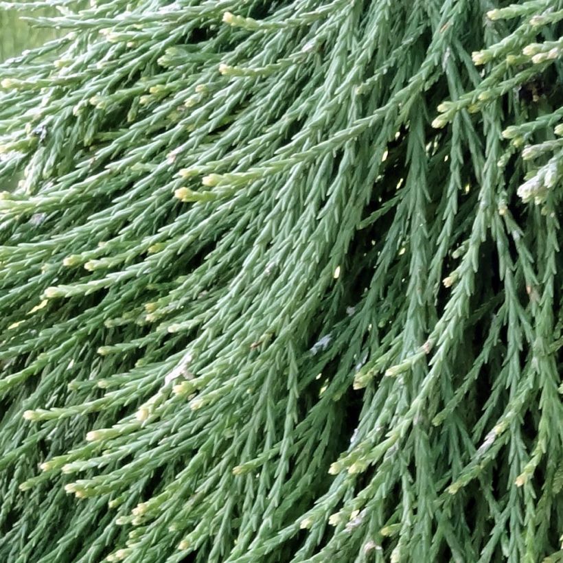 Sequoiadendron giganteum Pendulum - Séquoia géant pleureur (Foliage)