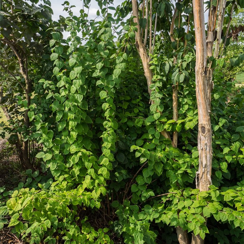 Seringat Minnesota Snowflake - Philadelphus virginalis (Plant habit)