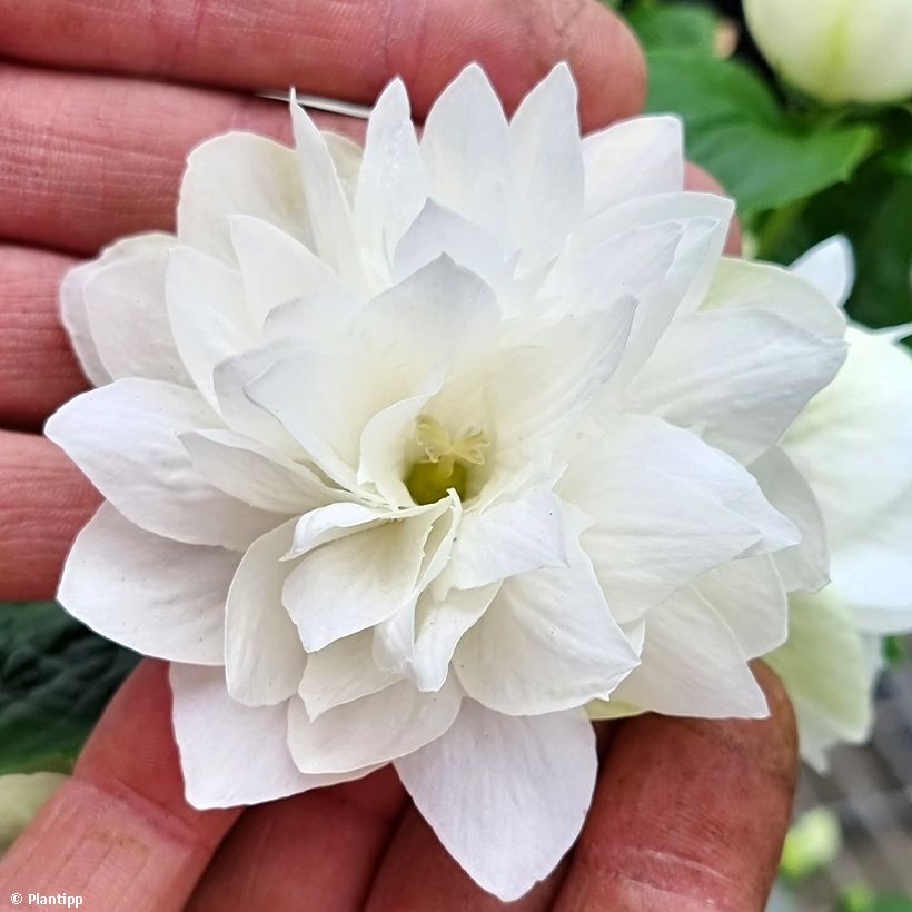 Seringat - Philadelphus Pearls of Perfume (Flowering)