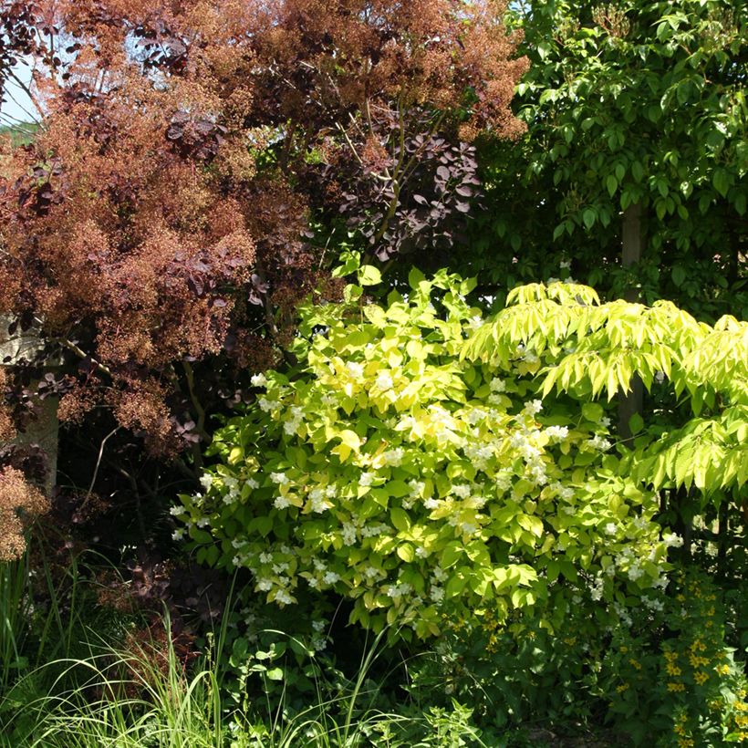 Seringat des jardins - Philadelphus coronarius Aureus (Plant habit)