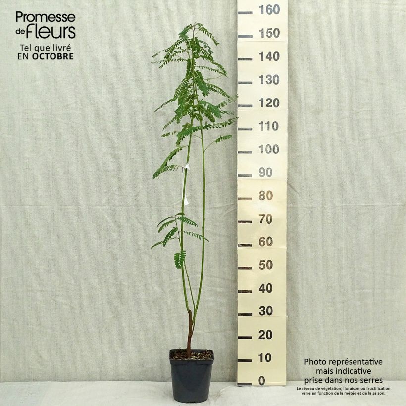 Example of Sesbania punicea - Flamboyant d'Hyères Pot de 2L/3L as you get in automne