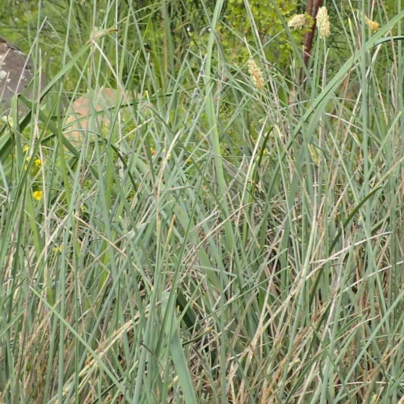 Sesleria argentea - Seslérie argentée (Foliage)