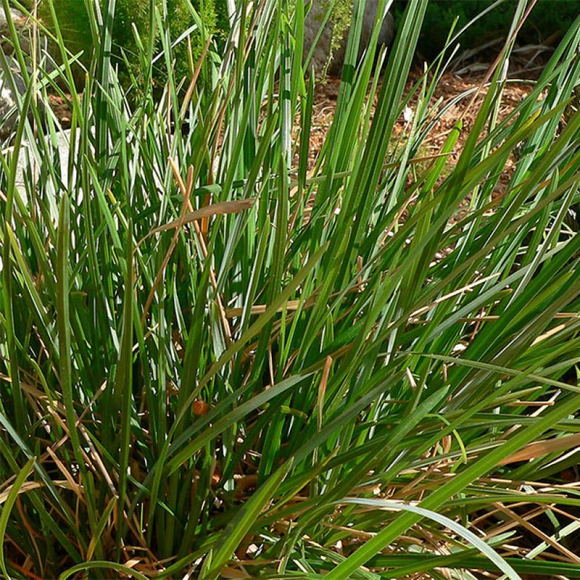 Sesleria heufleriana - Seslerie (Foliage)