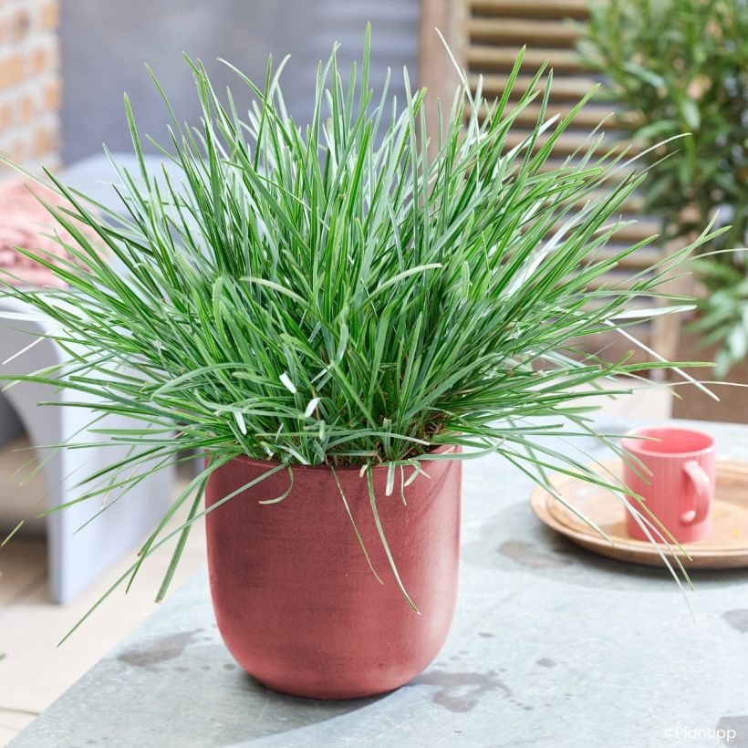 Sesleria heufleriana Blue Porcupine - Seslerie (Plant habit)