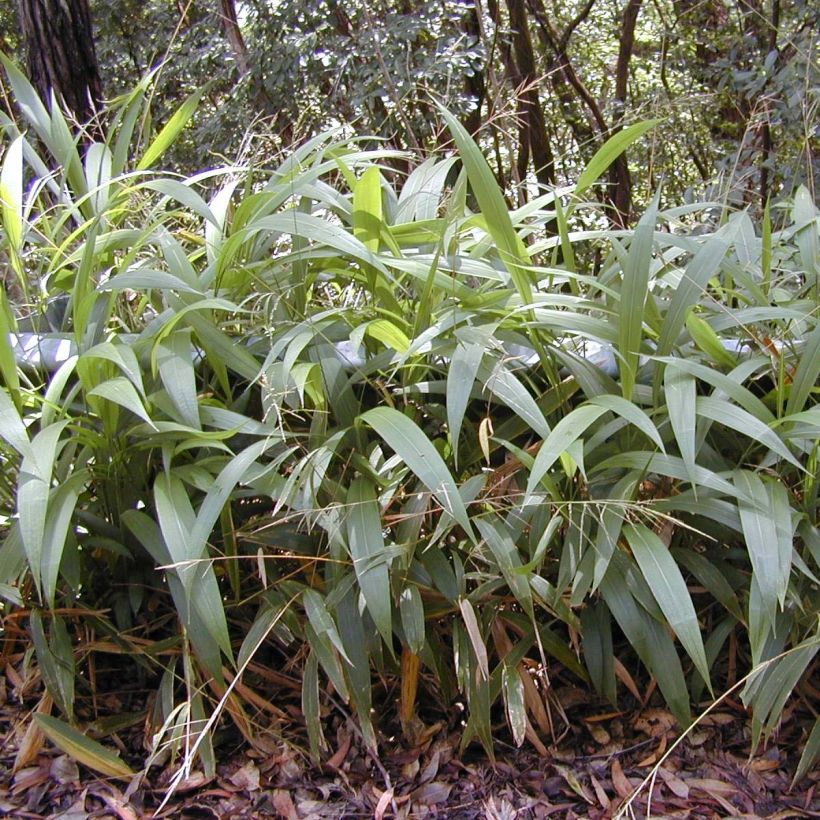 Setaria palmifolia - Herbe-palmier (Plant habit)