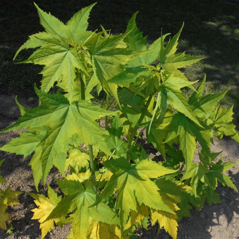 Sida hermaphrodita - Mauve de Virginie (Foliage)
