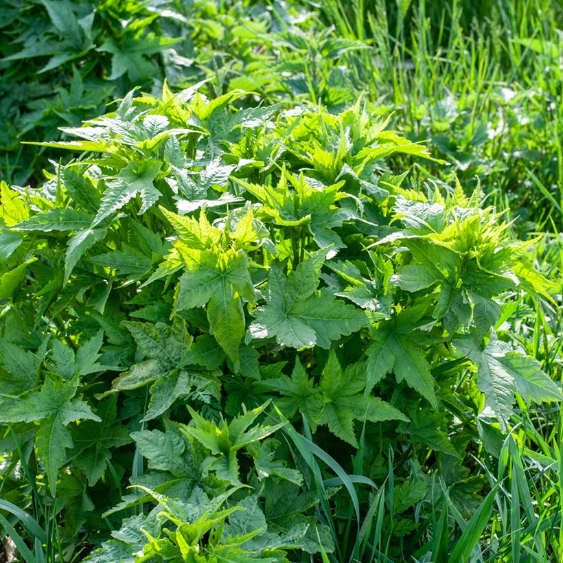 Sida hermaphrodita - Mauve de Virginie (Plant habit)