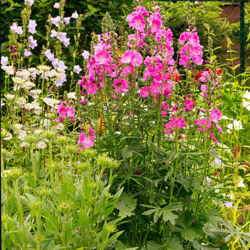 Sidalcea Candy Girl - Sidalcée (Plant habit)