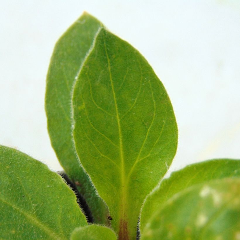 Silène rub. Rollies Favorite - Silene robotii (Foliage)