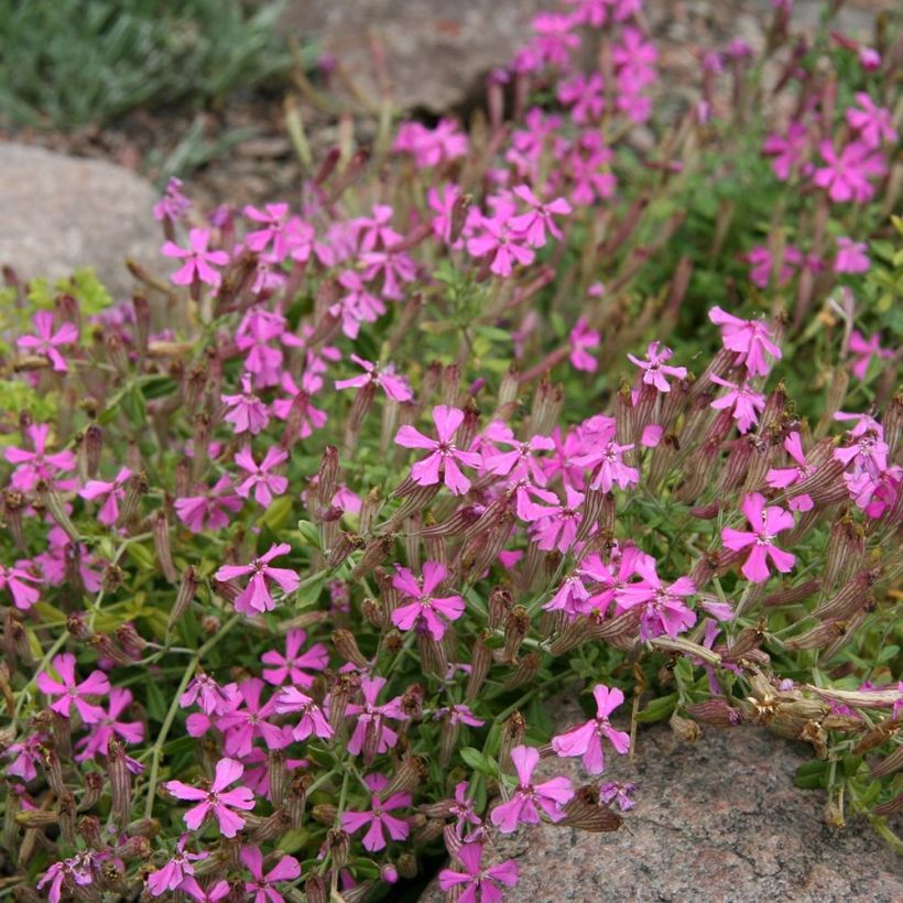 Silène schafta (Plant habit)