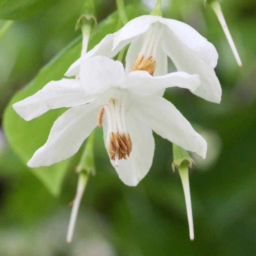 Sinojackia xylocarpa - Jaquier de Chine (Flowering)