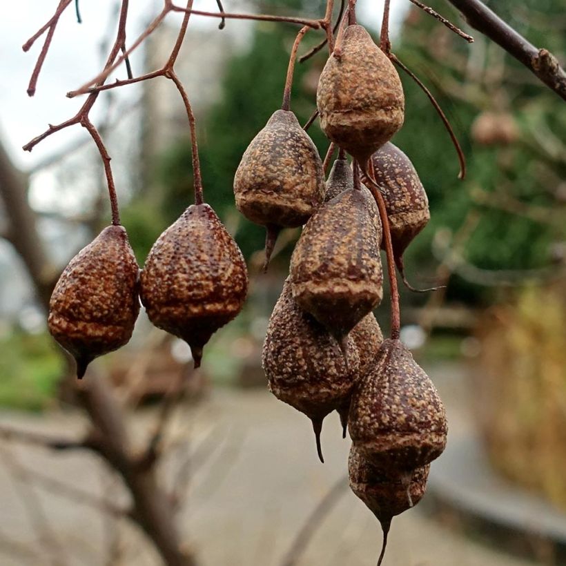 Sinojackia xylocarpa - Jaquier de Chine (Harvest)