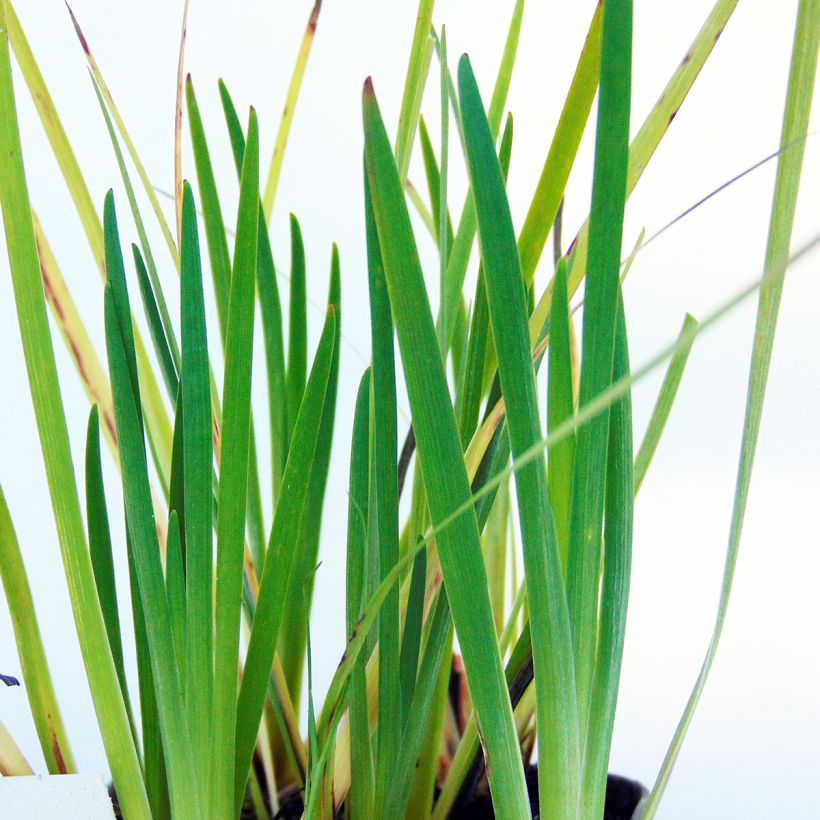 Sisyrinchium californicum - Bermudienne de Californie (Foliage)