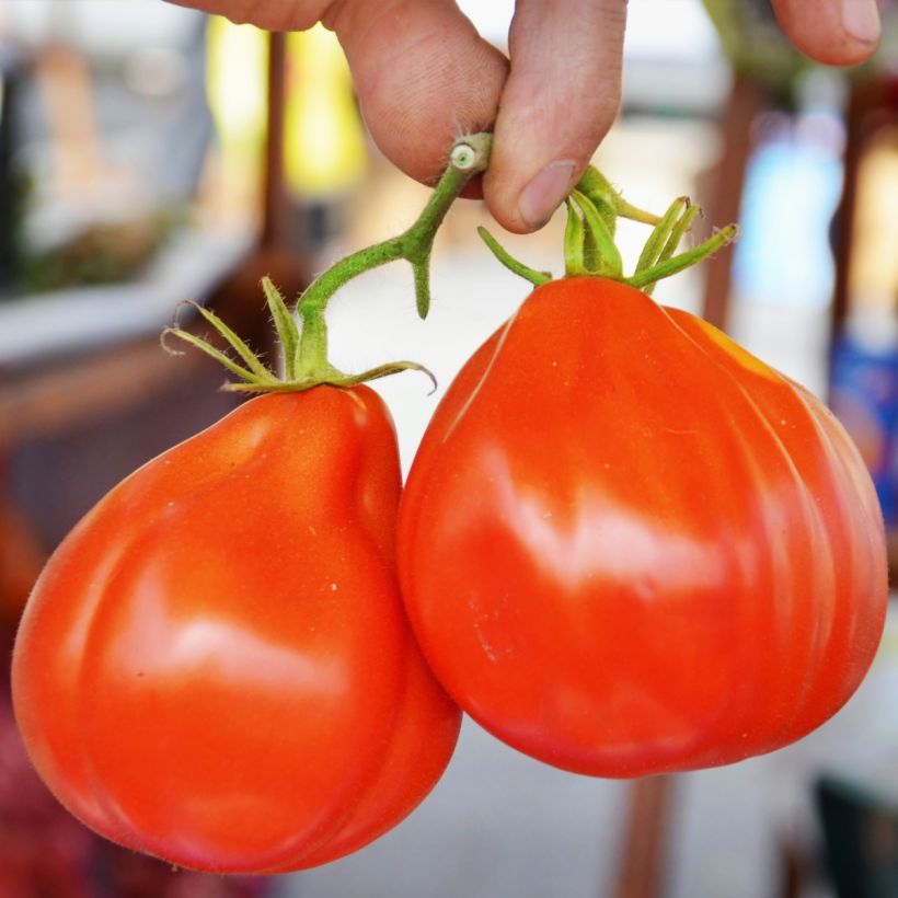 Tomate Liguria Bio - Ferme de Sainte Marthe (Harvest)