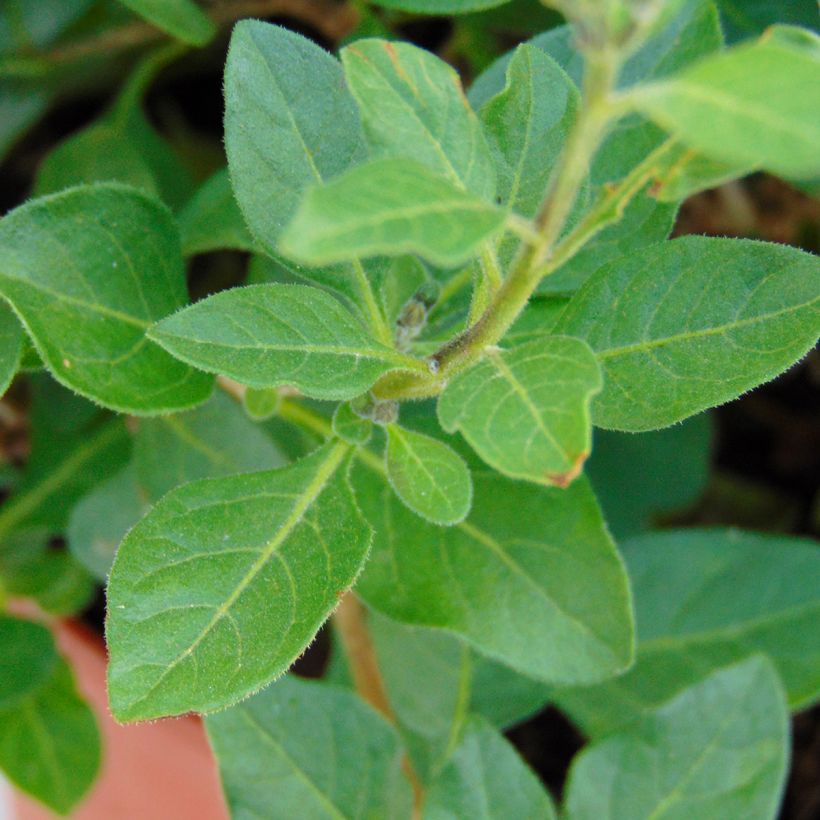 Solanum rantonnetii - Gentiane en Arbre (Foliage)