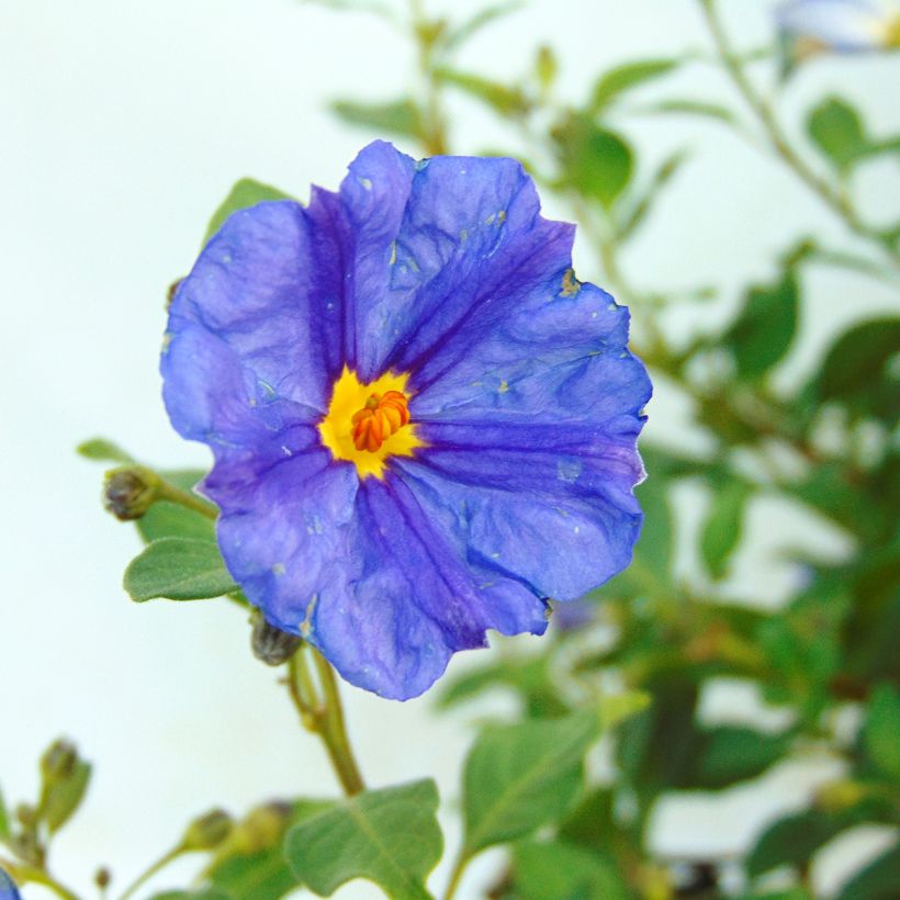 Solanum rantonnetii - Gentiane en Arbre (Flowering)