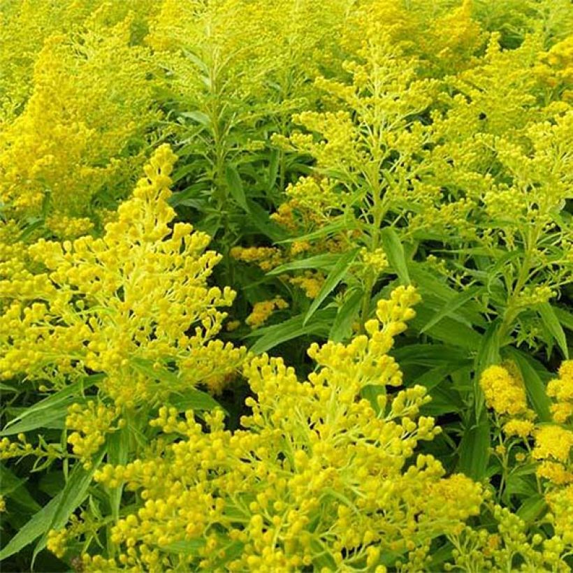 Solidago Golden Mosa - Verge d'or (Flowering)