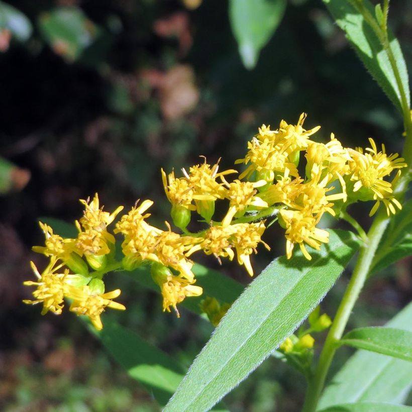 Verge d'or du Canada - Solidago canadensis (Flowering)