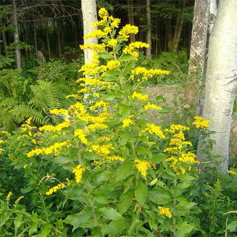 Solidago rugosa - Verge d'or rugueuse (Flowering)