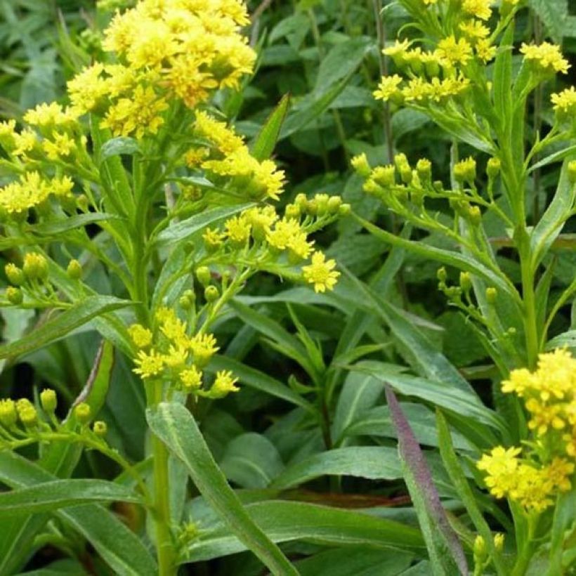 Solidago sempervirens Goldene Wellen - Verge d'or Goldene Wellen (Foliage)