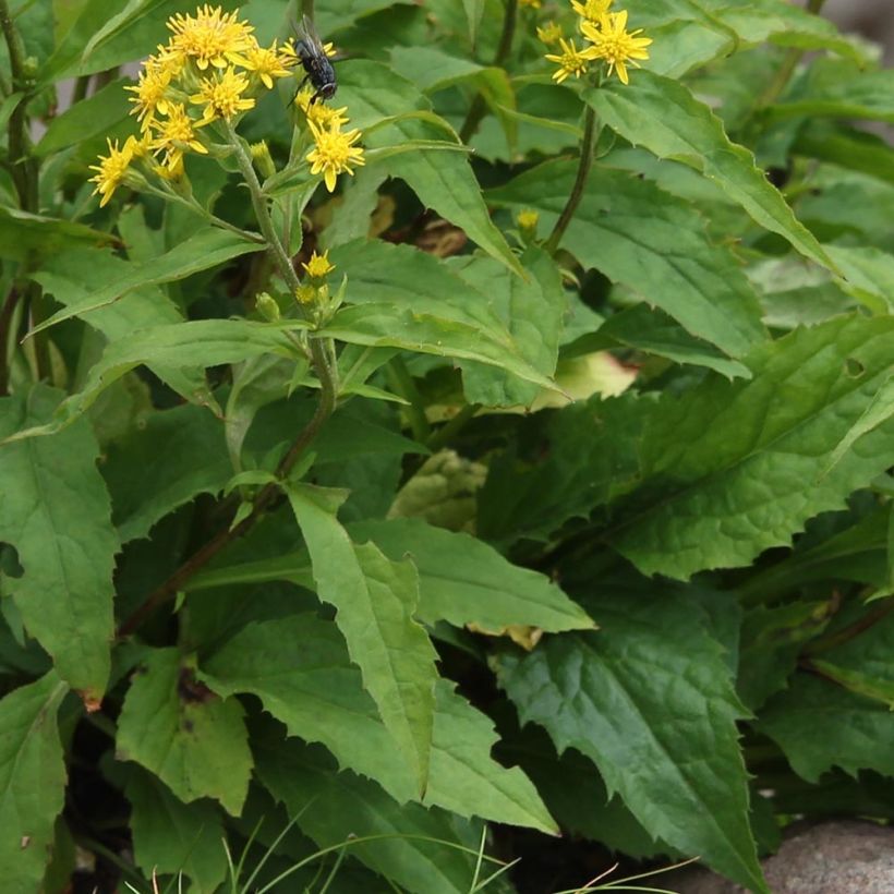 Solidago virgaurea - Baguette d'Aaron - Verge d'or (Foliage)