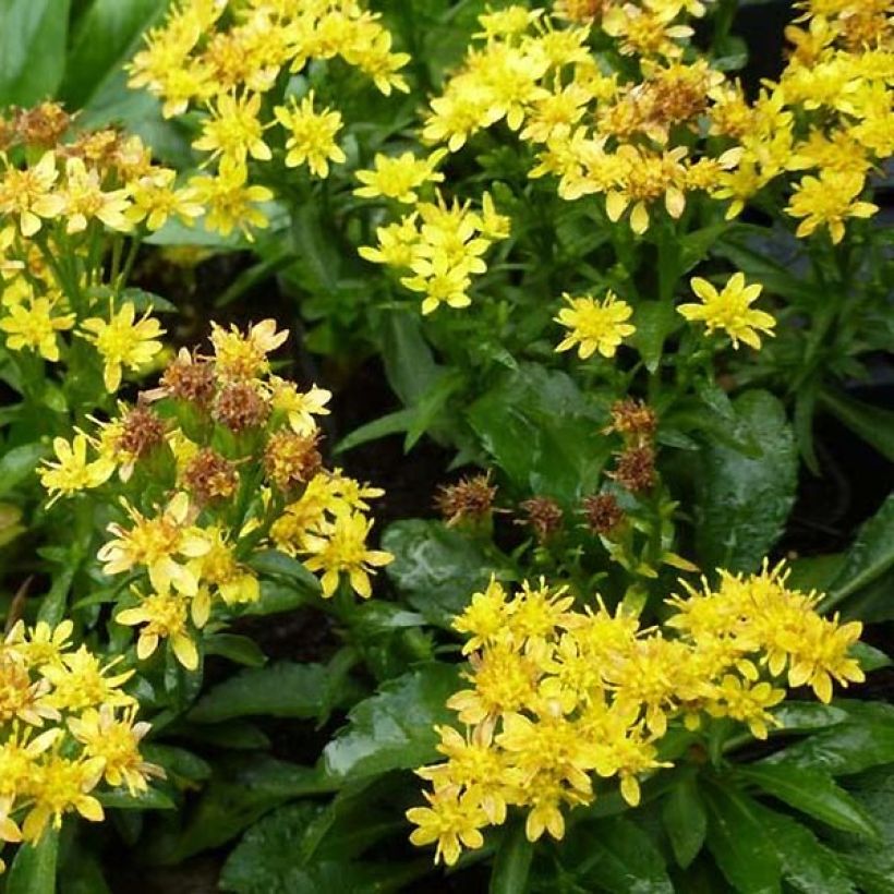 Solidago virgaurea ssp Minuta var. Minutissima - Baguette d'Aaron - Verge d'or (Flowering)