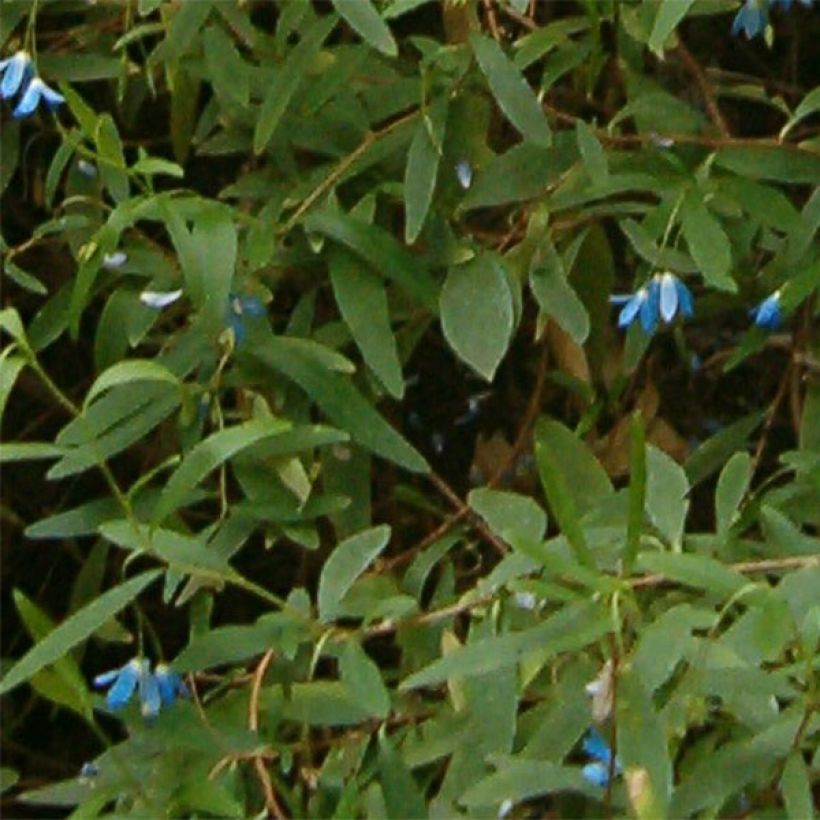Sollya heterophylla (Foliage)